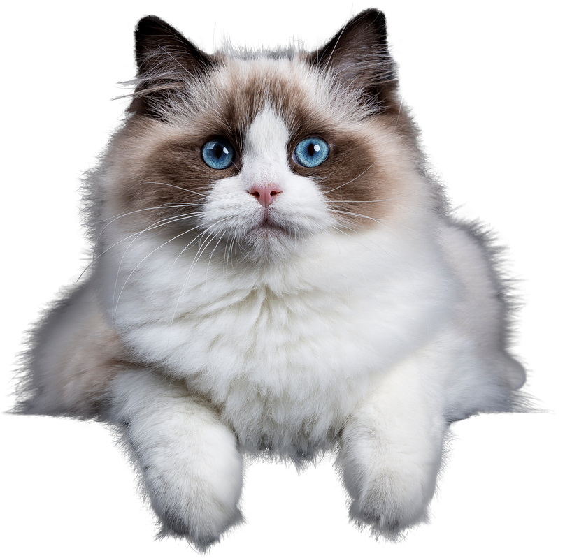 Ragdoll Cat Looking at the Camera on Transparant background